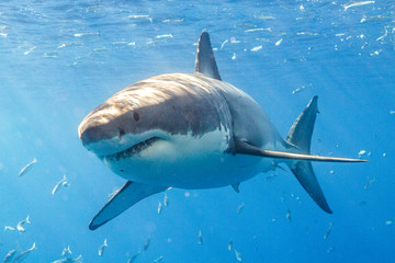 Wielki biały rekin w Meksyku Guadalupe - obrazy, fototapety, plakaty