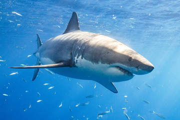 Fototapeta premium Great White Shark in Guadalupe Mexico