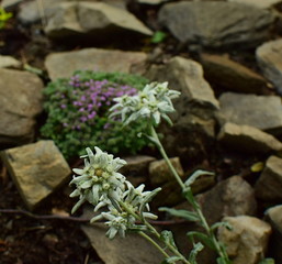 edelweiss in the mountains, among stones, rockery
