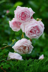 a blooming rose New Dawn with porcelain and pink flowers