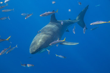 Obraz na płótnie Canvas Great White Shark in Guadalupe Mexico