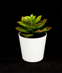 plastic plants  on the black  isolated background