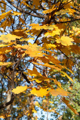 Yellow maple leaves in autumn season with blue sky on the background.
