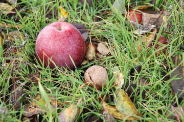 Red apple and walnut lay on the ground in grass and dry autumn leaves