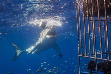 Great White Shark in Guadalupe Mexico