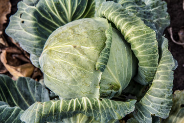 Obraz premium Fresh organic headed cabbage with leaves. Natural food.
