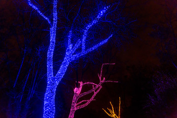 Portland, Oregon - November 21 2017:  Decorated trees at Portland Zoo during Zoolights week