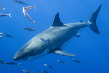 Great White Shark in Guadalupe Mexico