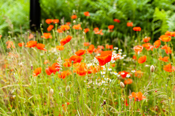 Closeup of poppies out in a meadow on a sunny day.