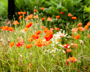 Fototapeta premium Closeup of poppies out in a meadow on a sunny day.