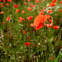 Closeup of poppies out in a meadow on a sunny day.