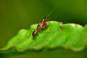Fototapeta premium Odontomantis planiceps, Asian ant mantis species of praying mantis, Hyderabad, Telangana, India