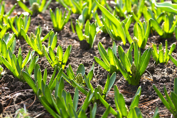 sprouts tulips in the spring. growing flowers . green stalks