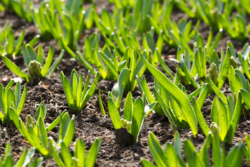 sprouts tulips in the spring. growing flowers . green stalks