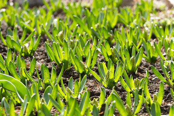 tulip sprouts, growing tulips in spring, green sprouts