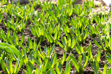 sprouts tulips in the spring. growing flowers . green stalks