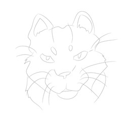 vector illustration cat portrait, lines, vector
