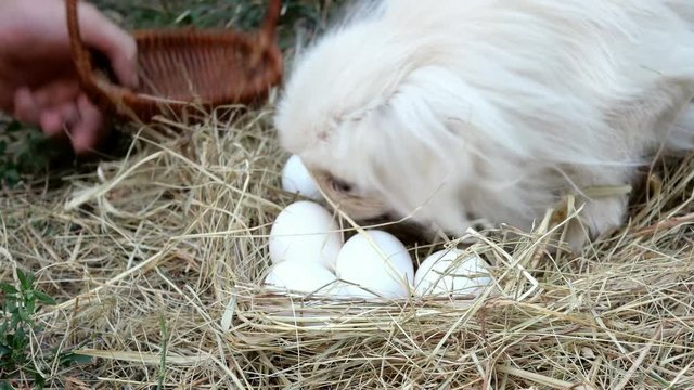 Man with his hands collect white eggs in the straw or on the chicken roost and folds it in a wicker basket for eggs. Small, playful white Pekingese dog plays eggs and helps to human.