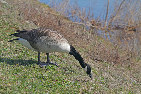 Kanada-Gans