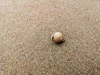 Hermit crab walking on the beautiful beach.