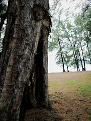 Big Tree hole in the park.