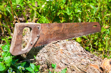 A hand saw cuts a thick tree trunk. Summer