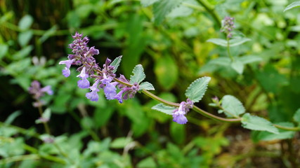 Beautiful small mentha (mint) flowers and leaves close up. Mint blossom.