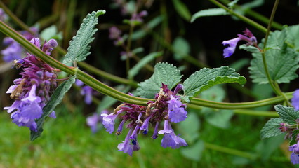 Beautiful small mentha (mint) flowers and leaves close up. Mint blossom.