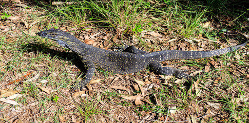 Glass House Mountains – Lace Monitor or Goanna