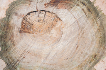 Naklejka premium cut thick tree trunk. Wood texture. Stump