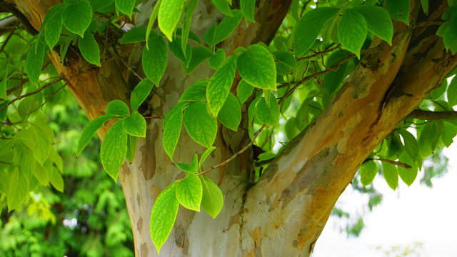 Japanese stewartia deciduous tree with bright green leaves on branches, trunk and distinctive bark is smooth textured close up. Known as Stewartia pseudocamellia, Korean stewartia, Deciduous camellia.