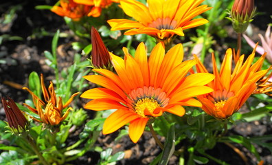 Bright and showy Gazania flowers with impressive bicolor blooms of orange and yellow in the morning sun close up.  Native to Southern Africa.