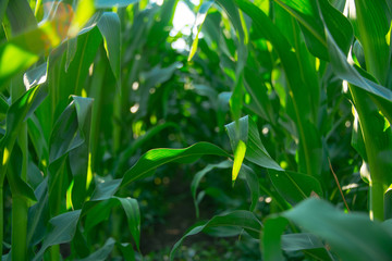 Corn field on a sunny day
