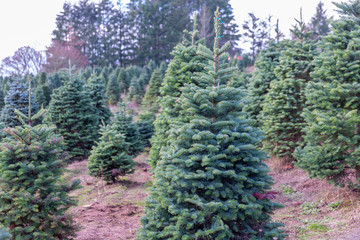 Christmas trees - Noble and Douglas firs waiting for their new owner on a tree field.