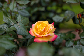 Beautiful isolated yellow rose with pinkish-red petals on a green background