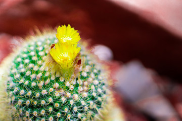 Cactus that takes close-up focus In the top corner of the cactus With yellow flowers growing up