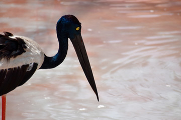 Black Necked Stork, Ephippiorhynchus asiaticus, Hyderabad, Telanagana, India