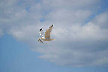 Herring gull with nest material