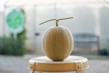 Fresh Japanese Melon