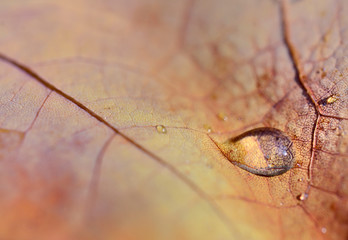 Fototapeta na wymiar closeup on a water drop on a dead colorful leaf in autumn