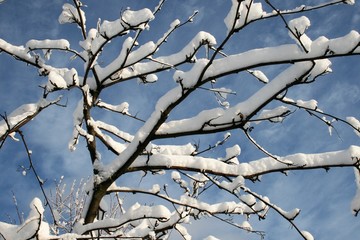 Snow on trees in the forest