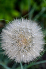 beautiful fluffy dandelion with drops of dew