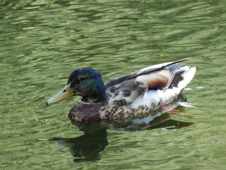 Duck (drake) swims in the water, close-up