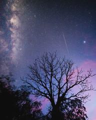 silhouette of tree at night with milkyway  - 275398533
