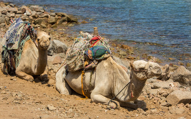two camels lie and rest on the seashore