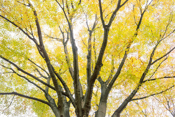 Large yellow tree	