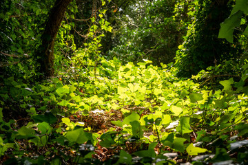 Obraz premium Ivy growing in a small clearing in a london park forest