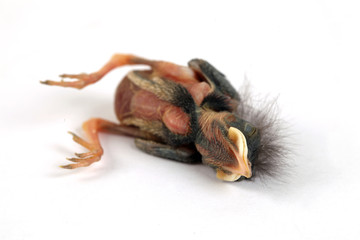 Obraz premium Küken 