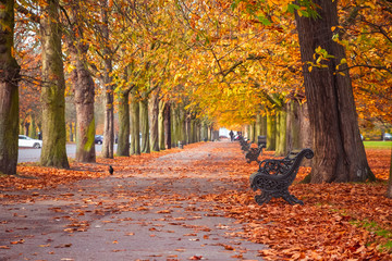 Fototapeta na wymiar Tree lined autumn scene in Greenwich park, London