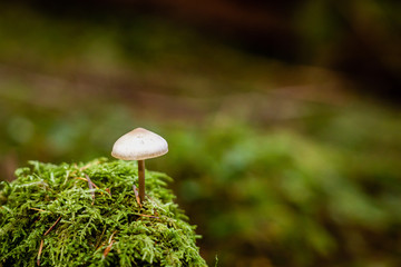 Wild Liberty cap mushroom isolated